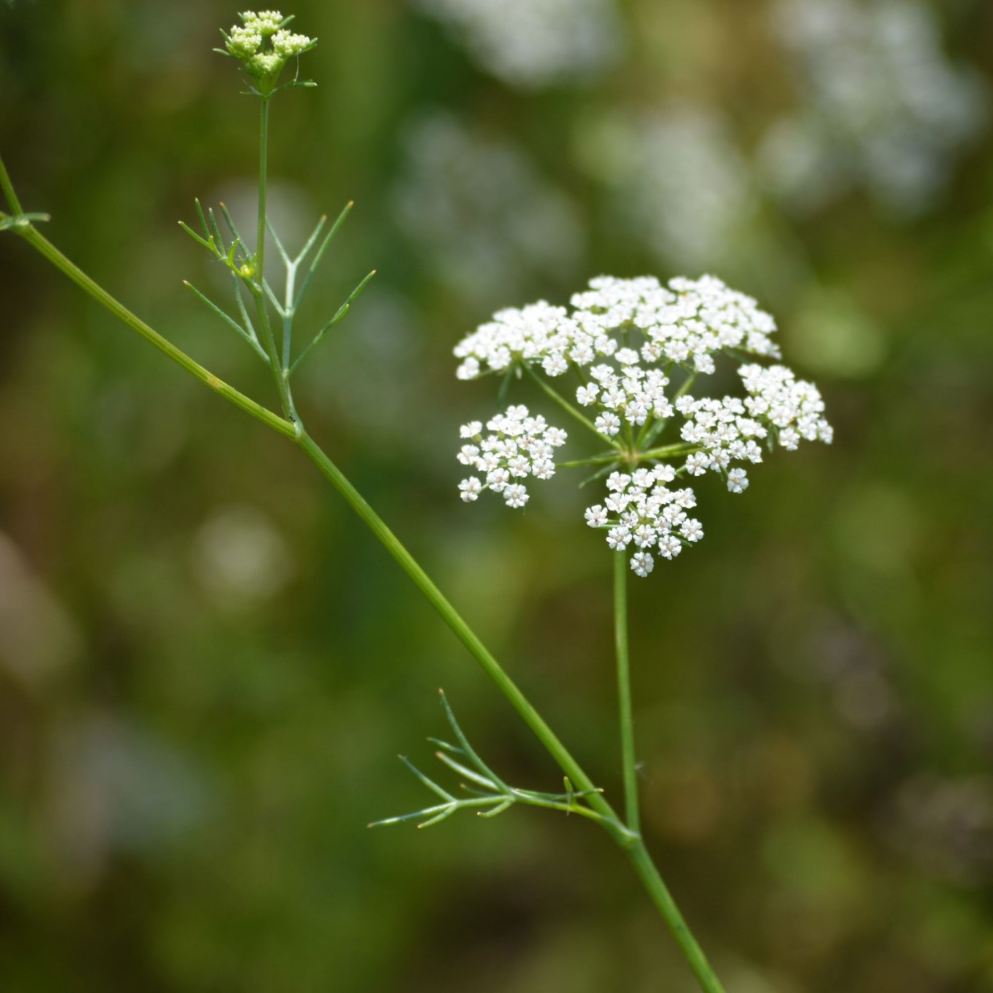 Organic Cumin Seeds - 1 Oz ~9,533 - Culinary Herb Seeds - Non-GMO, Heirloom - Buy Non-GMO Cuminum cyminum Farm & Gardening Seeds